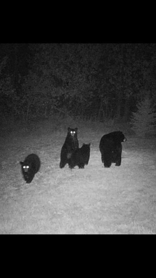 What animals do you have in your backyard?