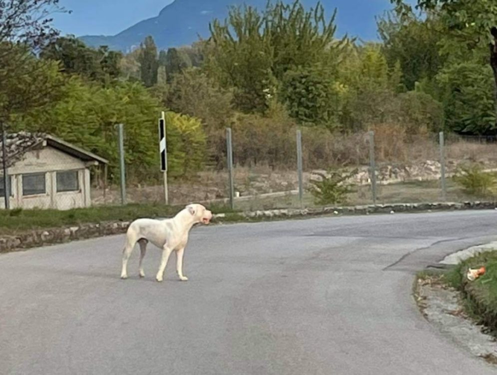 Due cani taglia grande in strada a Contigliano, zona ferrovia - tesoriaquattrozampe.it/due-cani-tagli…
