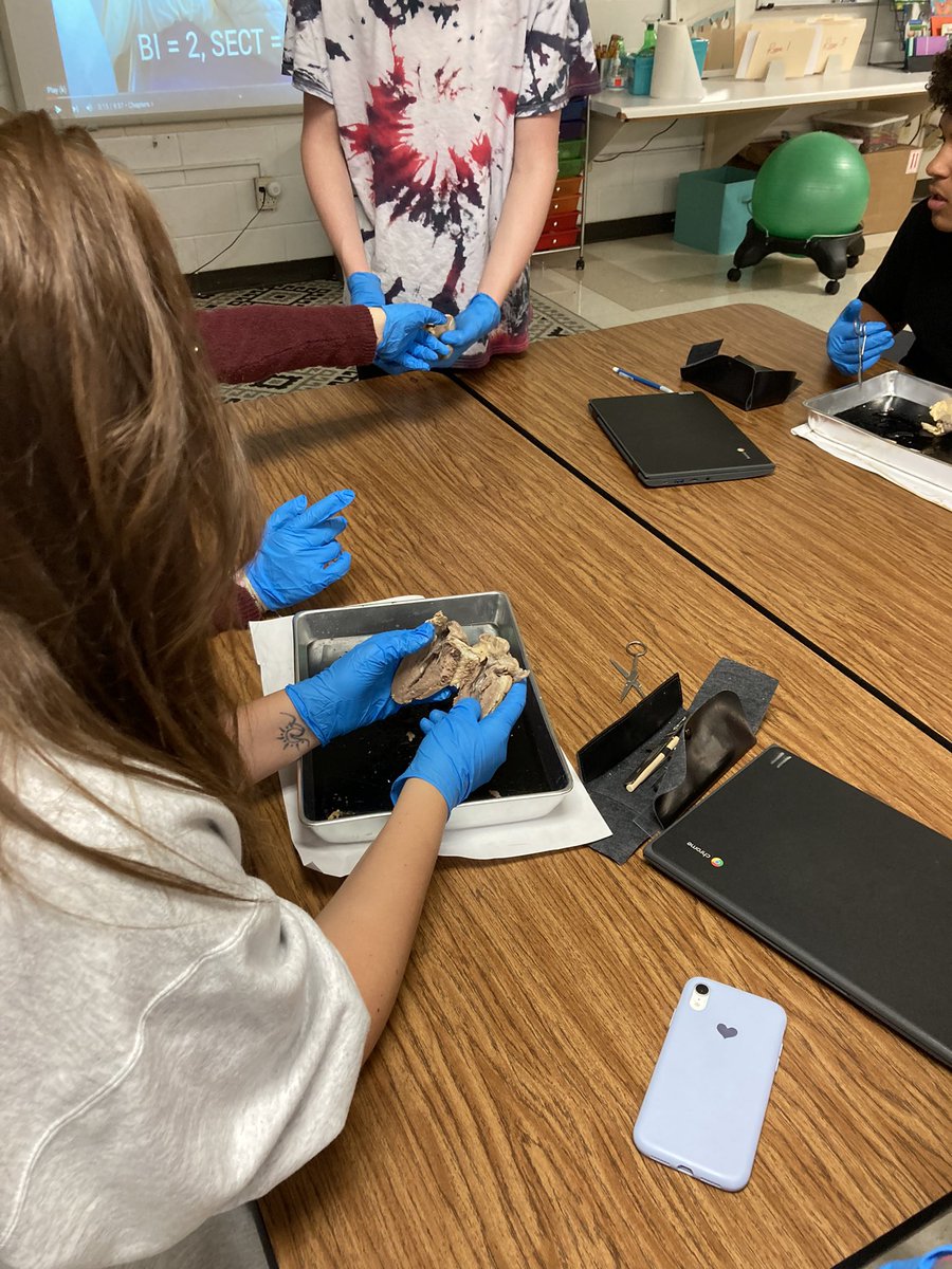 BMattCHS's tweet photo. A busy week at CHS in BioMed classes!  PBS students dissect a sheep heart! https://t.co/JKBt4qxVbq