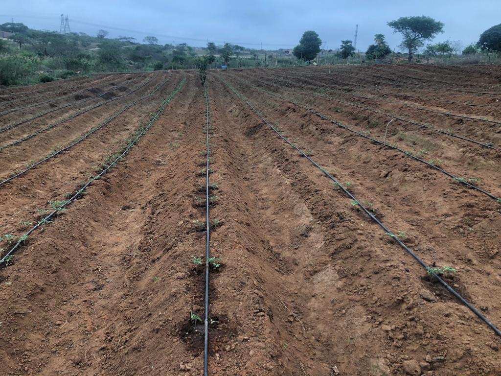 BenicaTheFarmer's tweet photo. We anticipate a good price from November till April.

Star 9068 and HTX 14 🍅 https://t.co/7D02nsJGV7