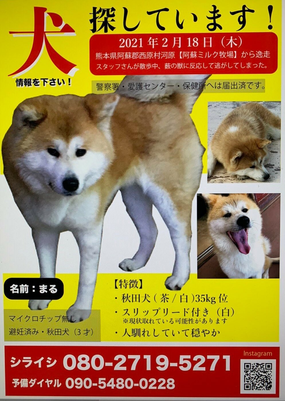 Hana 2 18 熊本阿蘇ミルク牧場から行方不明の秋田犬マルちゃん 今日で8ヶ月も経ちました 引続き 九州外の遠方でも マルちゃんに似た特徴の子の保護情報や目撃情報 この件で何か知ってる等ありましたらどうぞご連絡下さい 3歳メス 避妊済 舌