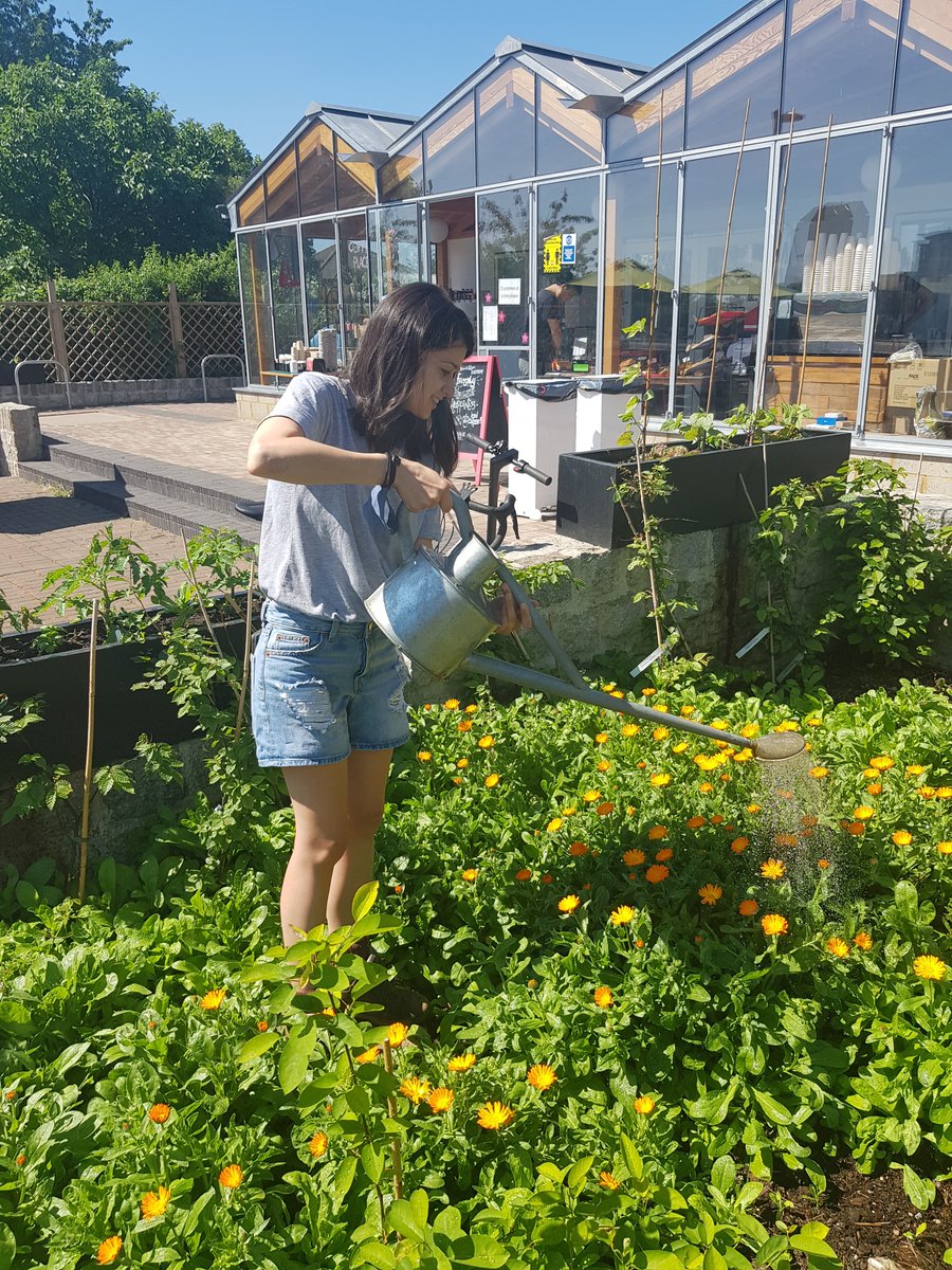 SDFGreenMentor's tweet photo. We are now looking for volunteers who are new to gardening to join our Sunday morning drop-in group!?
https://t.co/P0PkKBHt2E #cityfarm #southwark #outdoors #se16 https://t.co/OUcyW5bgUQ