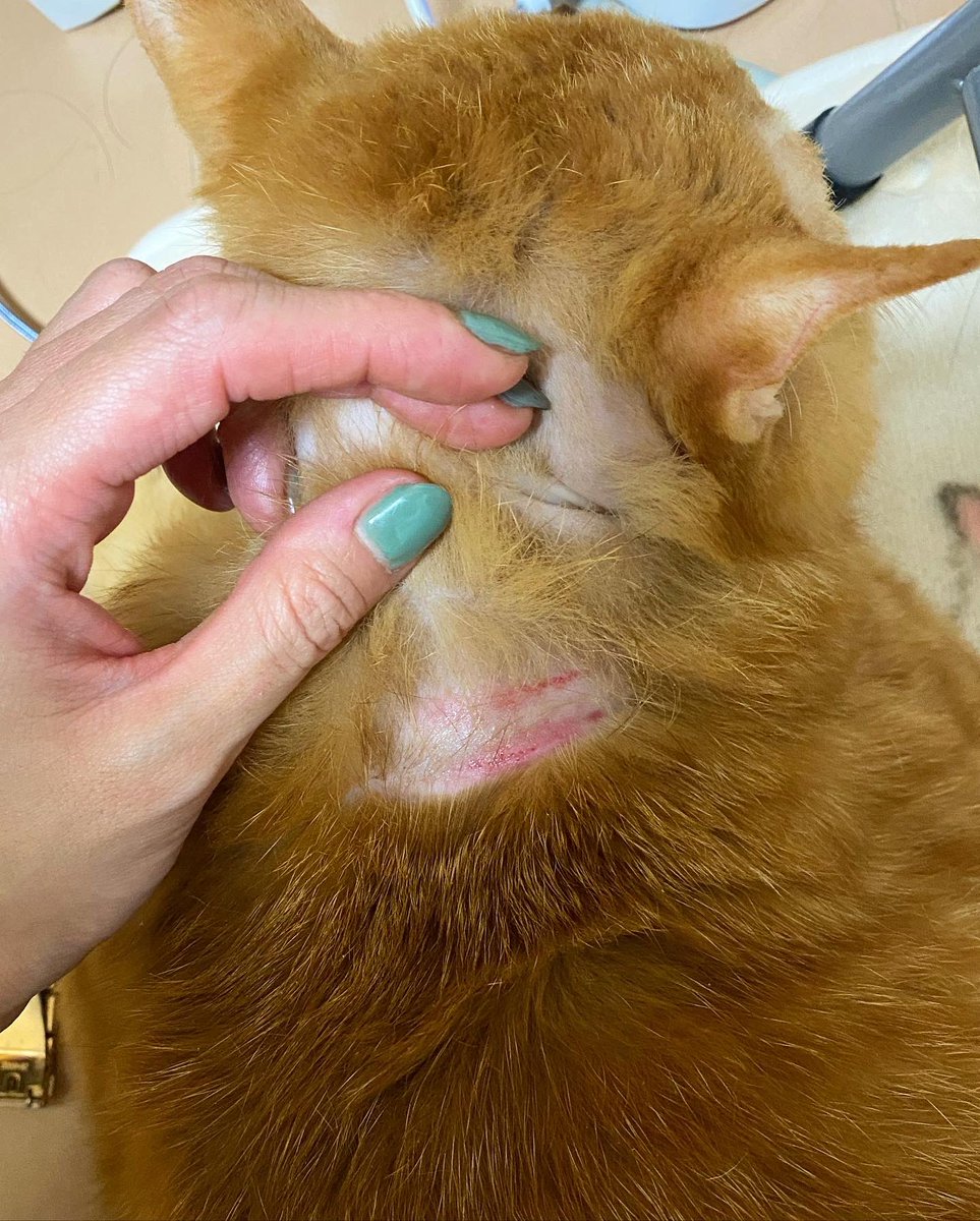 猫ガン Hashtag On Twitter