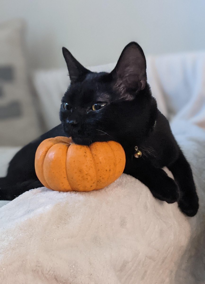 🖤🎃