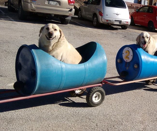 HijadeHelghan's tweet photo. Señor de 80 años que construyó un tren para perritos rescatados. https://t.co/DJYjKS3G4A