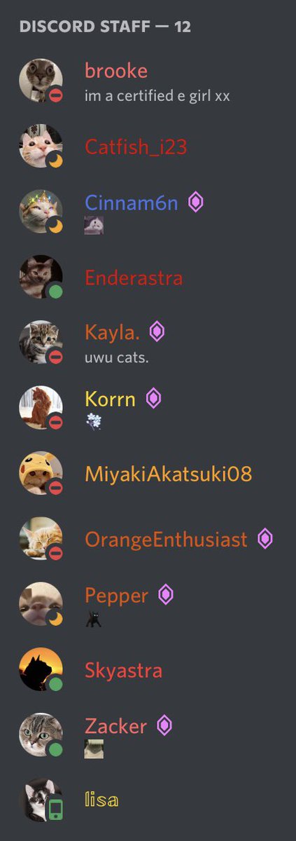 _Skyastra's tweet photo. #CatStaff! https://t.co/Fh1SIAEgRN