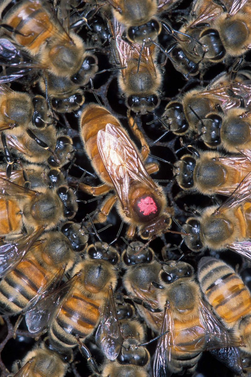 TheSTEMTimes's tweet photo. Clone army has been subject to many Hollywood movies. In a recent article scientists have reported about the rise of clone army in African honey bee population. Read more about it and how it affects the hive in our recent post.  

https://t.co/InKbsTIMY6 https://t.co/ZzNbdjVnIX