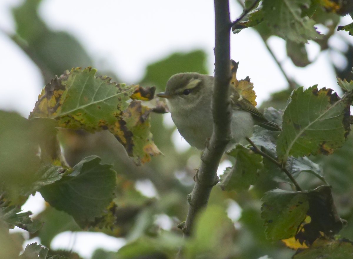 Two Barred Greenish Warbler <a href="/spurnbirdobs/">Spurn Bird Observatory</a> today, 
Yet another Mega for Gods own County. what next?
Digiscoped through a <a href="/SwarovskiOptik/">SWAROVSKI OPTIK</a> STX 85.
<a href="/RareBirdAlertUK/">RareBirdAlertUK</a> <a href="/bobubirder/">BOB USHER</a> <a href="/DonnyBirding/">Donnybirding</a> <a href="/Donny_Birder/">Ryan McClarence</a> <a href="/1ChrisHarris/">Chris Harris</a> <a href="/PaulHdigiman/">Paul Hackett</a>