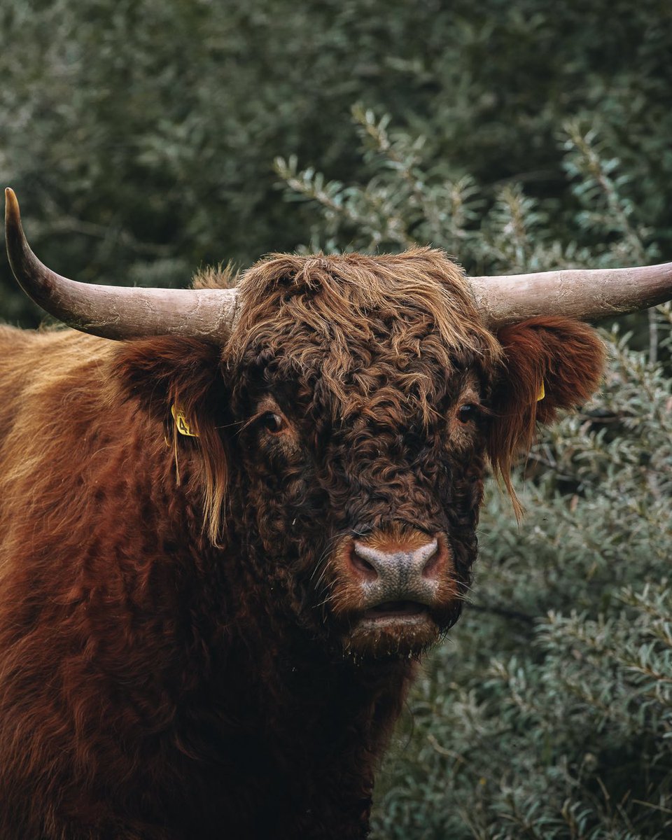 Début septembre, nous sommes partis aux Pays-Bas pour un séjour nature à la découverte des parcs nationaux. Un séjour hors des sentiers battus où nous avons découvert une autre facette des Pays-Bas,

Retrouver nos 2 articles sur le blog 👉🏼 bit.ly/3lQ5WN2

M&amp;J