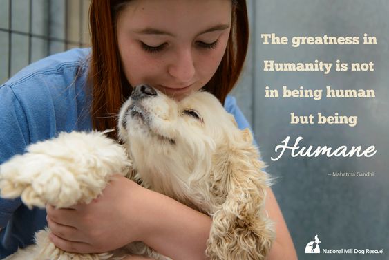 ShadowDogDesign's tweet photo. The greatness in humanity is not in being human but being HUMANE - Mahatma Gandhi
#Dogs #Dog #AdoptDontShop #FindABestFriend #DogsAreLove https://t.co/jNsj27Unqk