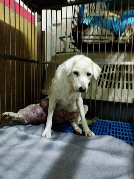 TheSoundOfAnim2's tweet photo. La louloute est arrivée à la clinique spécialisée. La tumeur est trop grosse pour qu'elle soit traitée par chimio ou radiothérapie, le spécialiste en consulte d'autres pour l'amputer de la patte et enlever la masse qui appuie sur son ventre. Courage petit cœur, bats-toi ❤️❤️❤️ https://t.co/dU5CbhBNnV