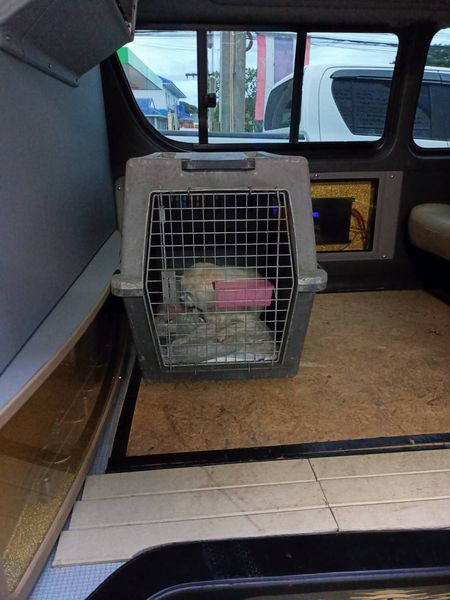 TheSoundOfAnim2's tweet photo. La louloute est arrivée à la clinique spécialisée. La tumeur est trop grosse pour qu'elle soit traitée par chimio ou radiothérapie, le spécialiste en consulte d'autres pour l'amputer de la patte et enlever la masse qui appuie sur son ventre. Courage petit cœur, bats-toi ❤️❤️❤️ https://t.co/dU5CbhBNnV