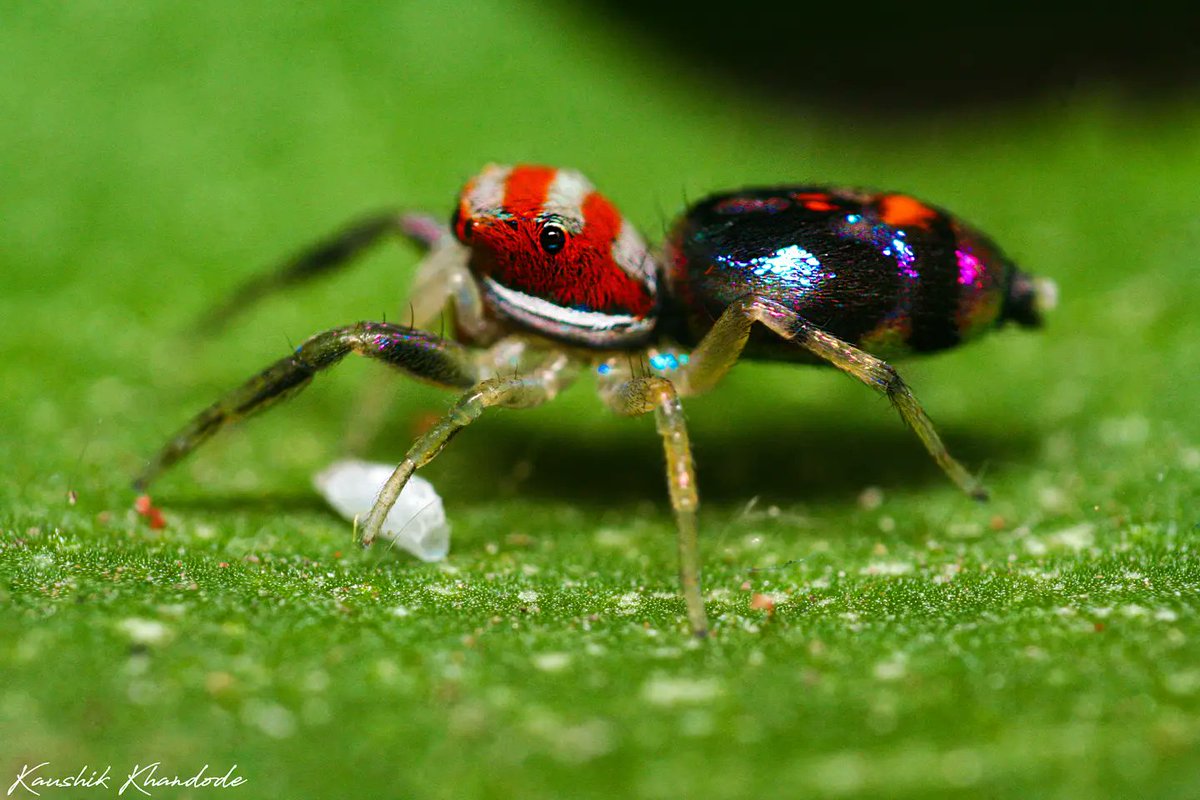 KhandodeKaushik's tweet photo. Chrysilla sp. 🕷️

Canon gears📸

#spider #chrysilla  #jumping #colours
#colourful #wildlifephotography
#macromood #macro #macrophotography #macro_brilliance #macro_perfection #macroclique #macro_vision #macro_highlight #macro_captures_ #macroworld #macro_kings #natgeoindia https://t.co/O6eP7Cef9m