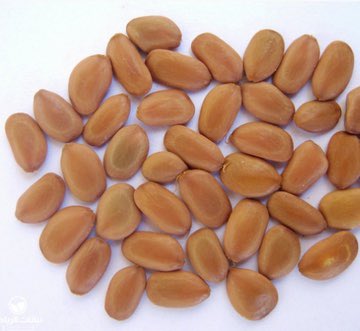 azizalrashid1's tweet photo. #تشجير
مع دخول #الوسم وقرب موسم الأمطار أنصح محبي التنزه والبرية في هذه الأيام نثر بذور الطلح والسدر والغاف والكين في البراري لعل الأرض تخضّر مع هطول الأمطار إن شاء الله ، هذه البذور تباع في في محلات الزراعة ويوجد حسابات تبيع هذه البذور بأسعار رخيصة وفي متناول الجميع 🌿🇸🇦💚 https://t.co/SPHKz84G0l