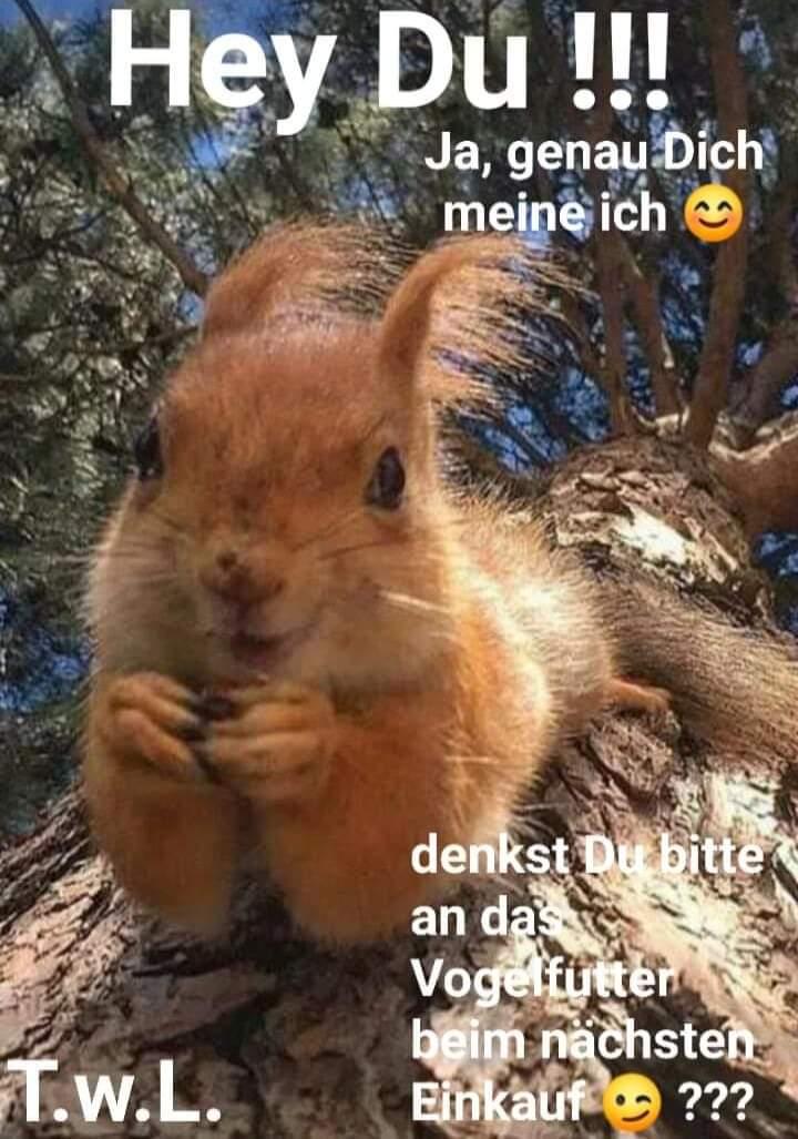 SimoneOtte's tweet photo. HEY DU ‼️‼️‼️

Ja, genau Dich meine Ich ...😊‼️

Denkst Du bitte beim nächsten Einkauf an das Vogelfutter...😉🙏‼️‼️‼️

Gern auch ein paar NÜSSE 🌰
für mich .... DANKESCHÖN ❤

#TierewollenLeben #loveallanimals #vegan https://t.co/uG7j6w9Dw8