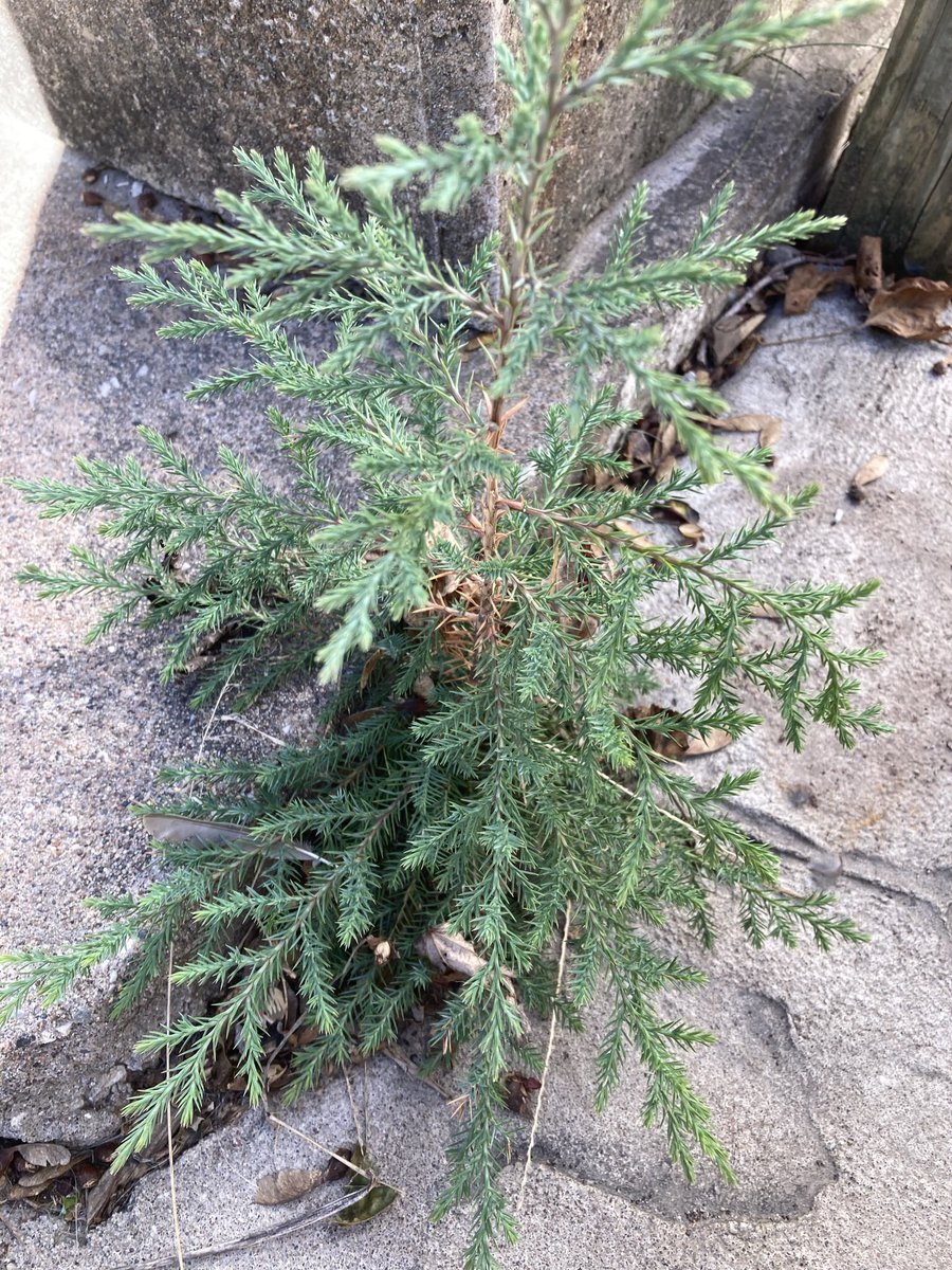 I don’t know who needs to here this, but while some say bloom where you are planted, maybe you need to be transplanted to somewhere you can grow. #LifeLessons