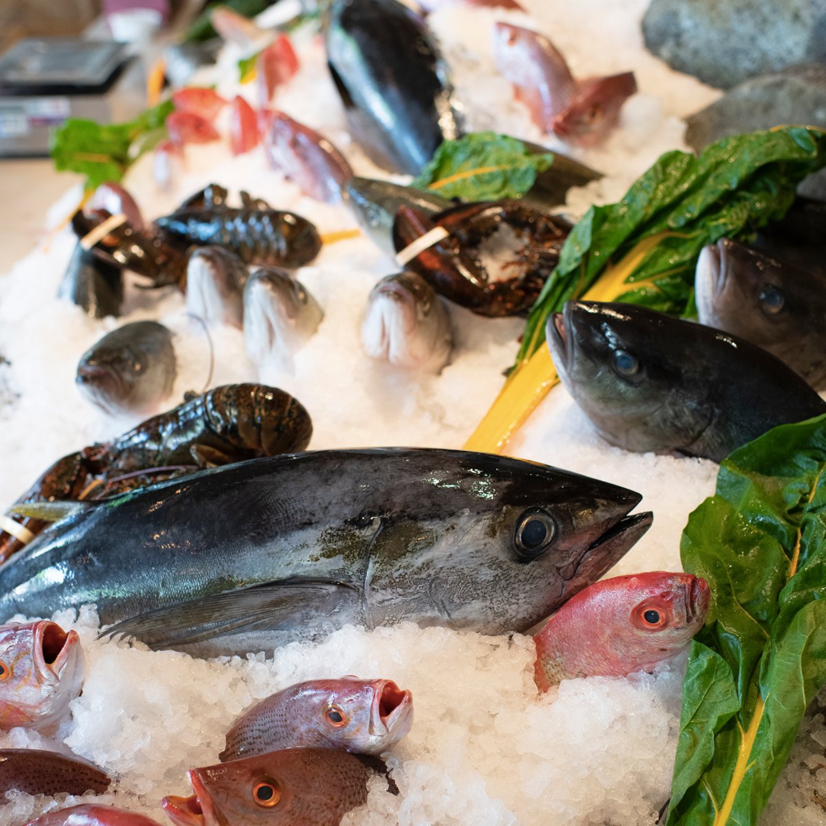 NostosMx's tweet photo. La riqueza natural del mar mexicano nos regala siempre una exquisita variedad para poder disfrutar en la mesa💙

Reservaciones y pedidos por WhatsApp: 55 8438 1350

 #GreekCuisine #SeaFood #FreshFishEveryDay #NostosMx https://t.co/F7Ygs02I8t