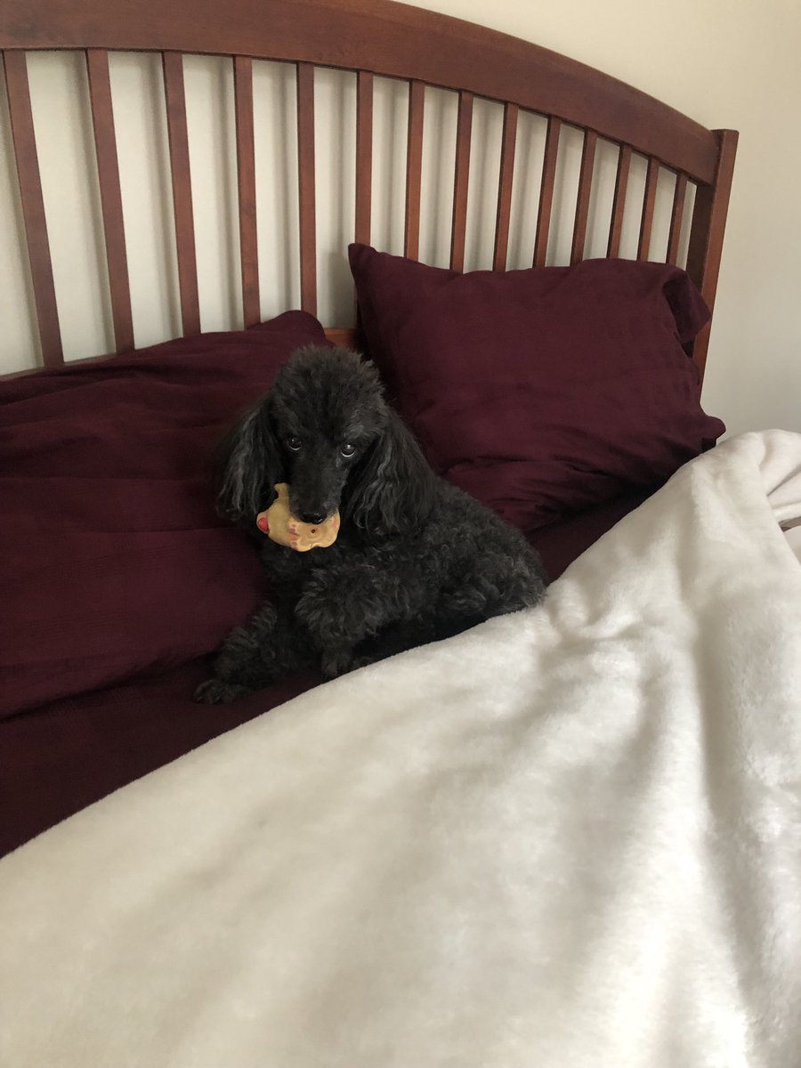 I think Miss Piggy wants to take an afternoon nap with us today. 💤🐩