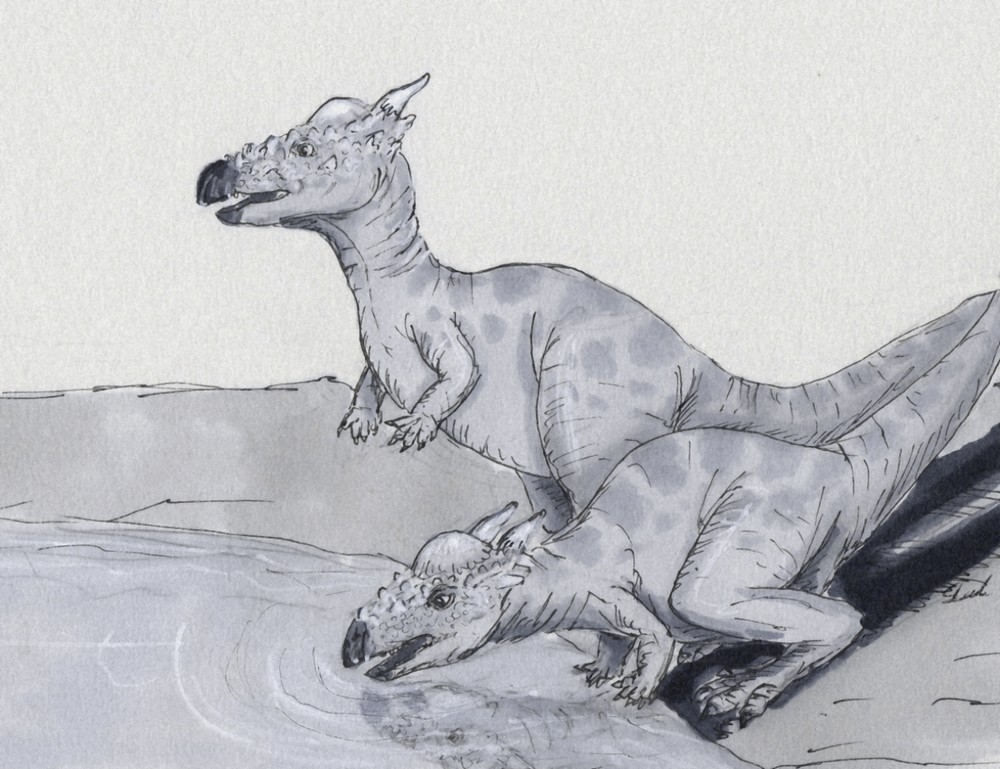 RT @PalaeoStephan: Quick palaeo ink sketch #10: Two young pachycephalosaurs having a drink at a waterhole. https://t.co/SmE2GvUVO9