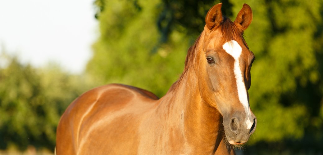 EcoHorrorOTD's tweet photo. Todays first Ecological Horror are Horses!

Horses are MASSIVE. One bad experience horse riders can have with horses can make them scared of horses entirely. Horses can crush you, and, they can also tell if you're afraid. https://t.co/D4bjpgQRtP
