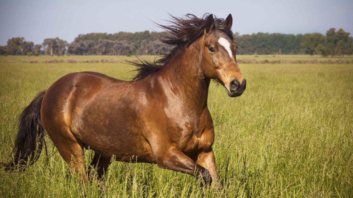 EcoHorrorOTD's tweet photo. Todays first Ecological Horror are Horses!

Horses are MASSIVE. One bad experience horse riders can have with horses can make them scared of horses entirely. Horses can crush you, and, they can also tell if you're afraid. https://t.co/D4bjpgQRtP