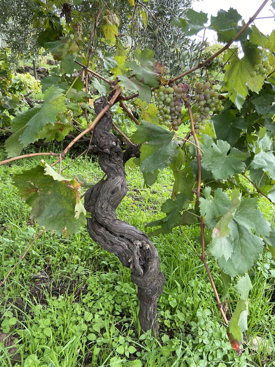 Waud Wines tweet media