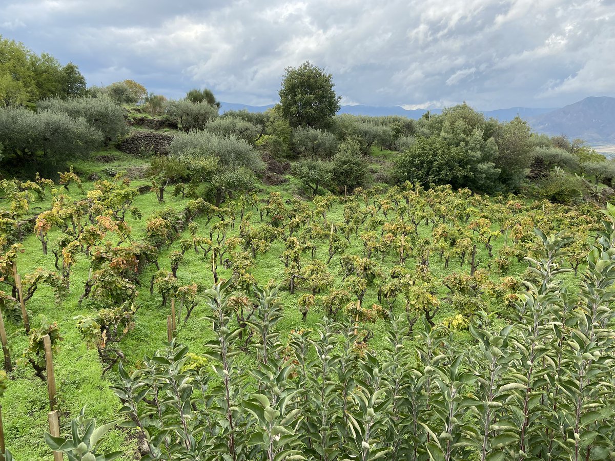 Waud Wines tweet media