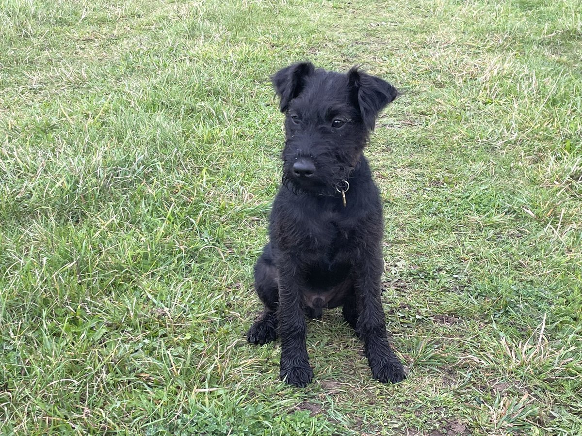 4.5 miles with the black bandit today topping off a great weekend. #terriersofinstagram#patterdaleterrier#lakelandterrier