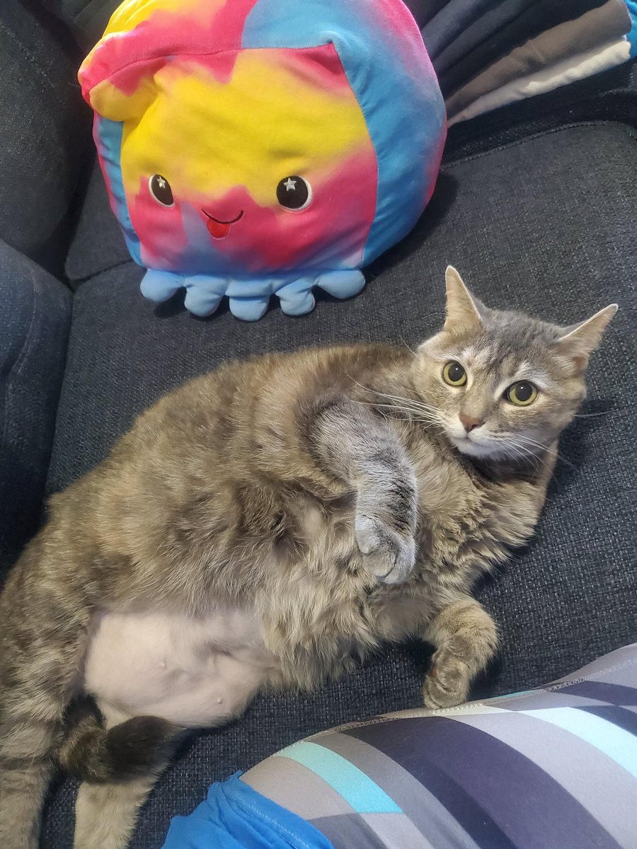 curvymeli's tweet photo. I'm folding laundry while WarKatty lounges...typical! #SundayFunday #nipslip #WarKatty #bellyboobs https://t.co/eiioOXYipm