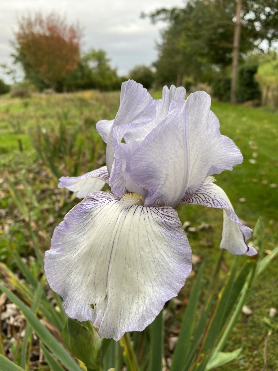 IrisesSeagate's tweet photo. Iris ‘English Cottage’ reblooming in the beds today, we have added a small selection of bareroot irises available for prompt delivery but only until the end of the month! Take a look at https://t.co/Er3QUDoWYY for more info! #barerootirises #mailorderplants #website #irises #iris https://t.co/3hL5RK22Qw