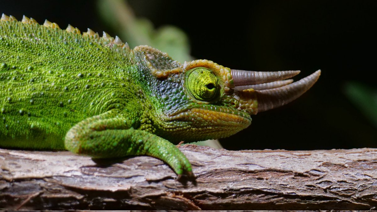 TaniaEsteban_'s tweet photo. Male Jackson's chameleons not only face the challenge of finding a female, but also seeing off rivals also on the lookout for a receptive female. These minute reptiles resemble mini triceratops with two large rostral horns and use them in combat. Amazing to shoot! #TheMatingGame https://t.co/2lqZMlA0jW