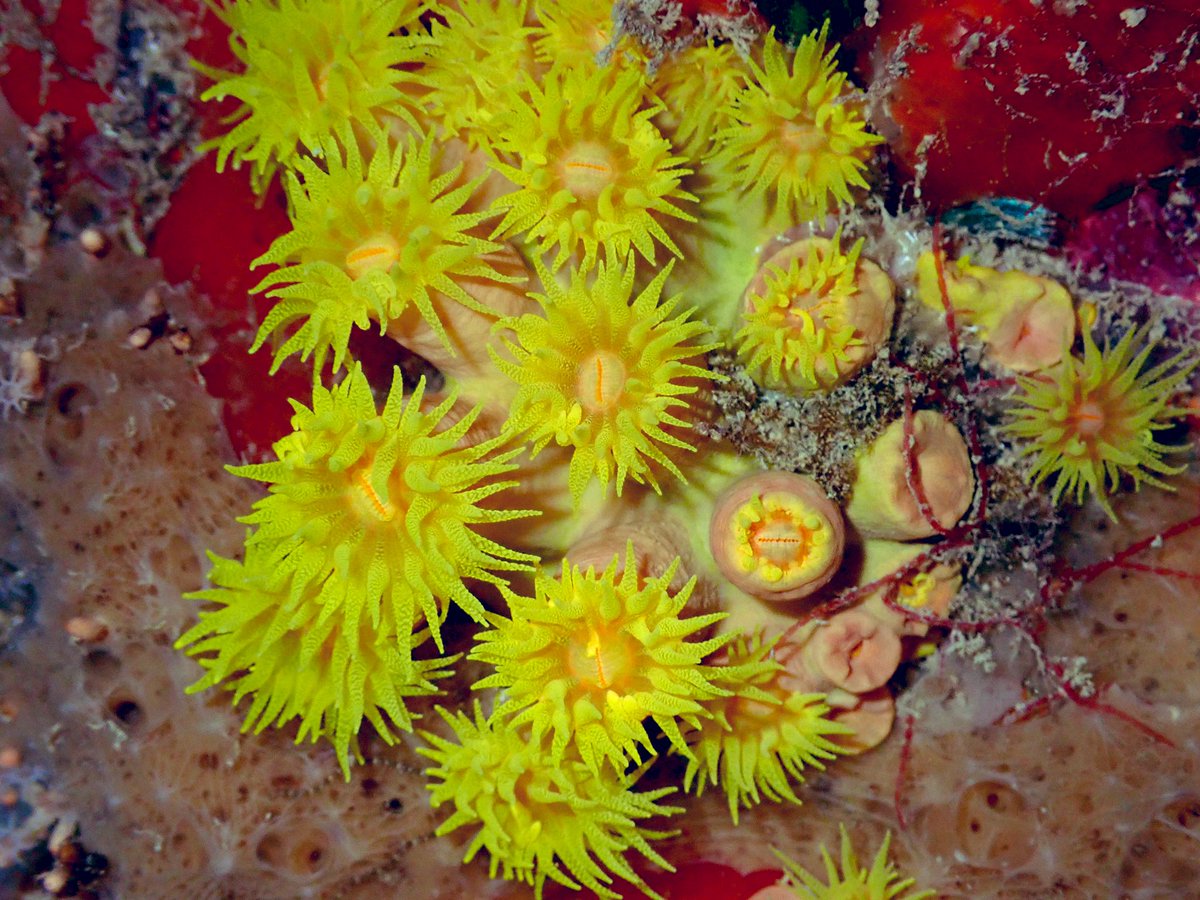 ClaassensLouw's tweet photo. These #tubastraea are aptly known as #suncoral! These guys are azooxanthellate - which means they do not need sunlight and usually occur in caves or other shaded areas. Not sure what species this is - #teaminvert? #cupcoral #cnidaria #inverts #marinecritters #palau https://t.co/bTdEfpz2hr