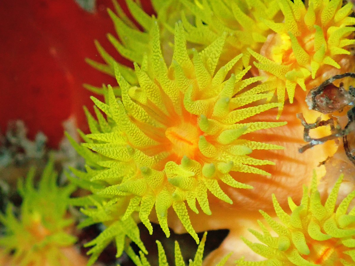 ClaassensLouw's tweet photo. These #tubastraea are aptly known as #suncoral! These guys are azooxanthellate - which means they do not need sunlight and usually occur in caves or other shaded areas. Not sure what species this is - #teaminvert? #cupcoral #cnidaria #inverts #marinecritters #palau https://t.co/bTdEfpz2hr