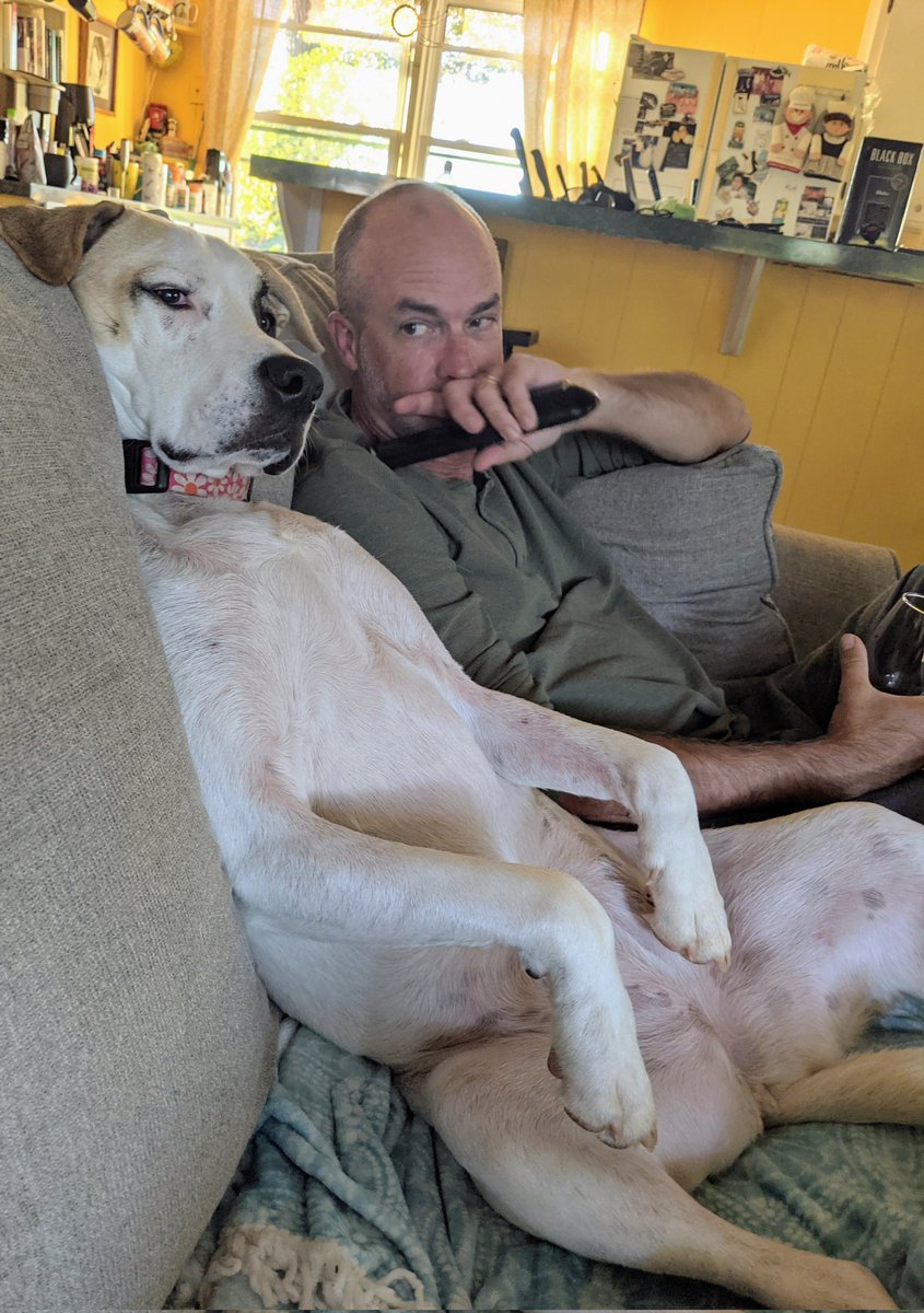 realposhpenguin's tweet photo. Yes, this is how my dog sits..
#NFL 
#WatchingFootball
#dogsoftwitter https://t.co/NCDiB6HVy9