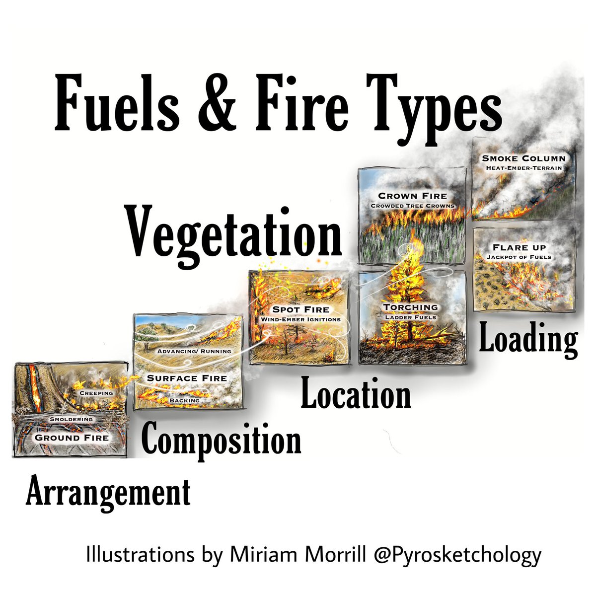 mhmorrill's tweet photo. Some of my illustrations for the fuels (spatial/loading, etc) chapter of the youth nature journaling fire guide. Still evaluating text/labels. #fireeducation #firescience #naturejournaling #firejournaling #scicomm https://t.co/2pz1tGWIrW