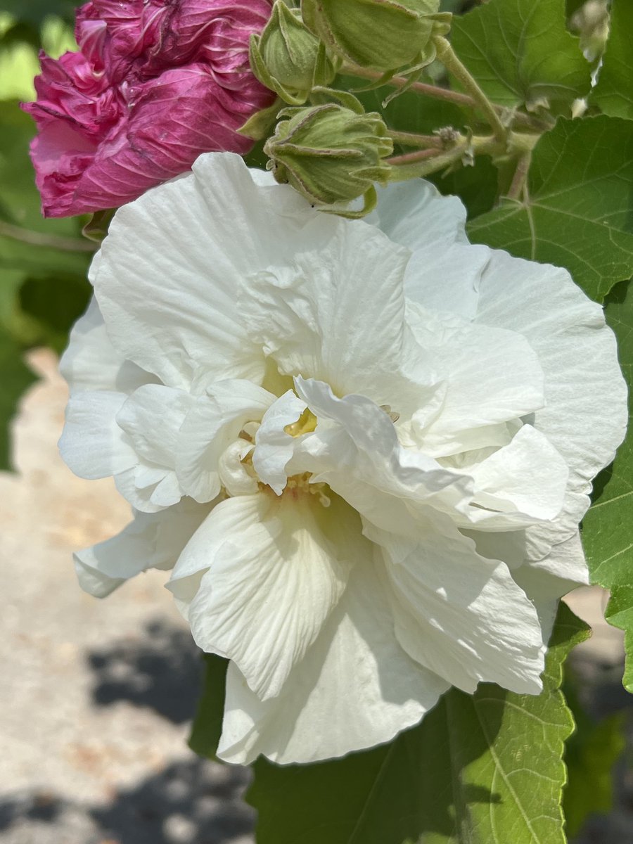 GenaLHerro's tweet photo. One with a bee and one without lol so cute and beautiful. Yesterday the pinks were full and there was no white! Today I was surprised to see the white🌺🤍🌺🤍🐝#lovely #flowers #hibiscus #bee #nature #naturelover #naturephotography #beautiful #pinknwhite #love https://t.co/SY70itb738