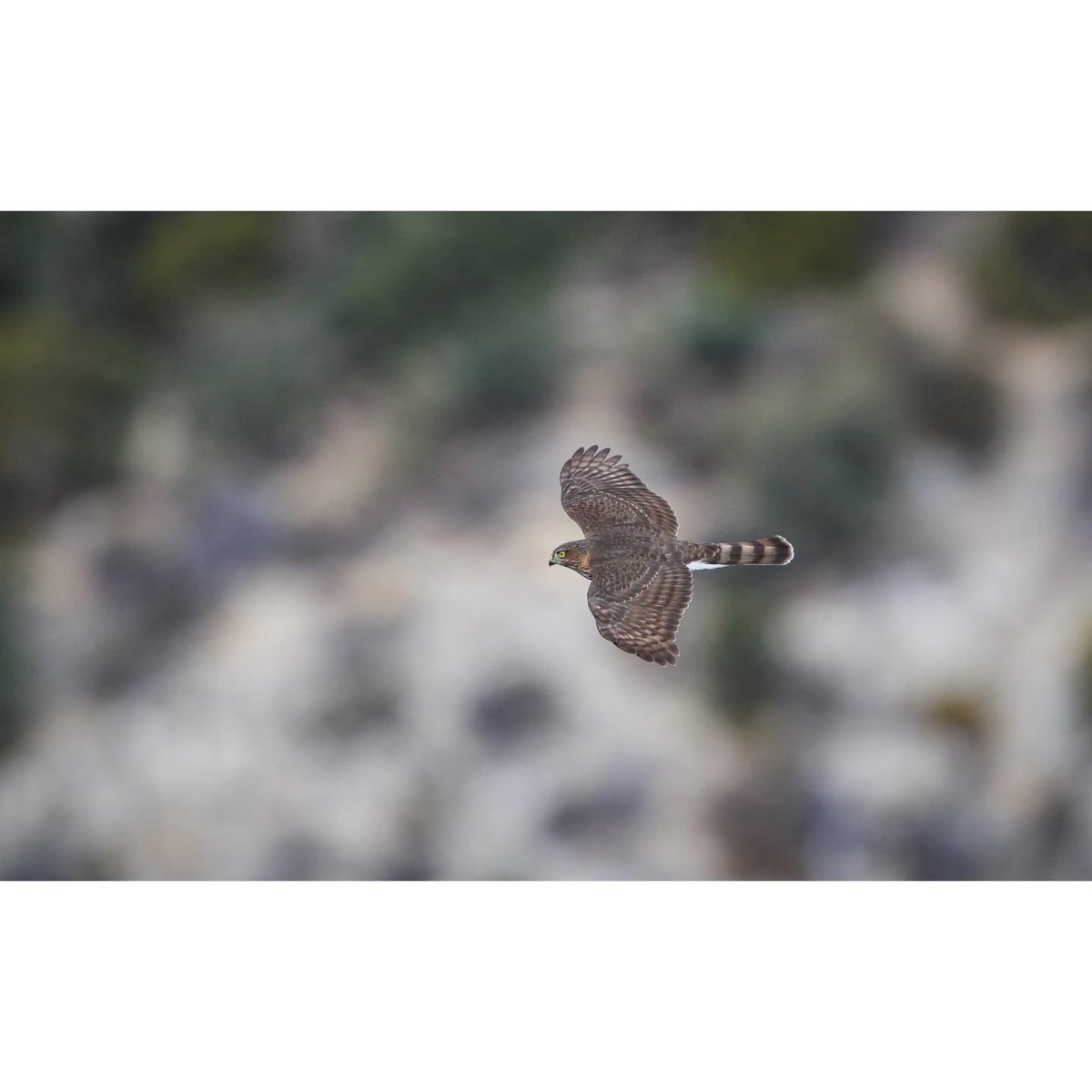 Juvenile #sharpshinnedhawk at the #GoshuteMtsHawkWatch