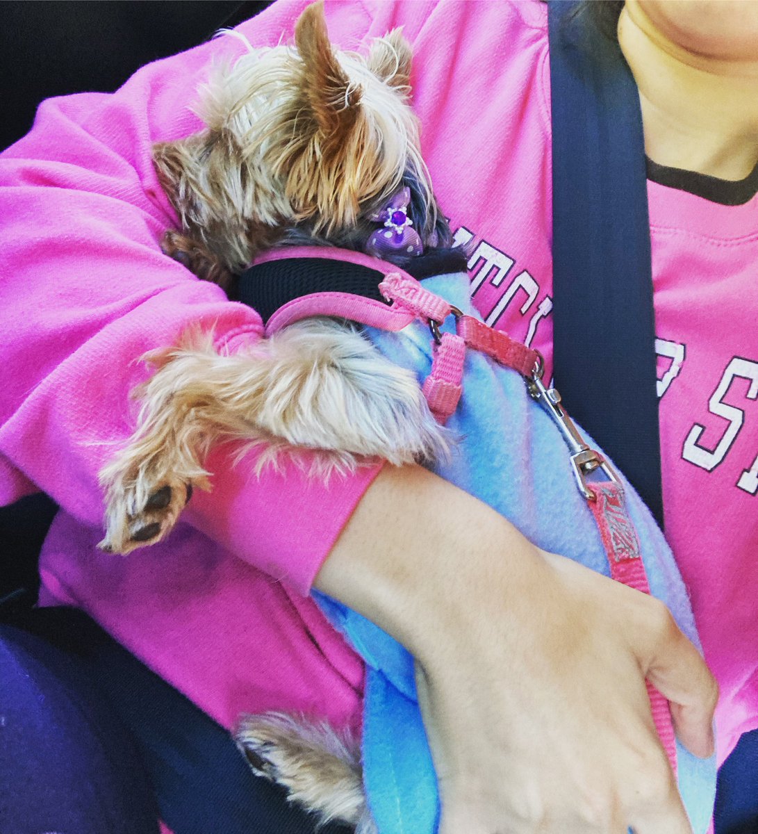 Cosita cuddling with her new #BabyBlue #sweater 😍 on the way to #NewJersey #BotanicalGardens #yorkies #yorkie #pugs #pug #yorkieland #perrasDeInstagram #PerrosDeInstagram #NJ #NuevaJersey #YorkiesDeInstagram #latinadogmom #latinadogsbelike #LatinaDog #Latina #Pink #Hispanic