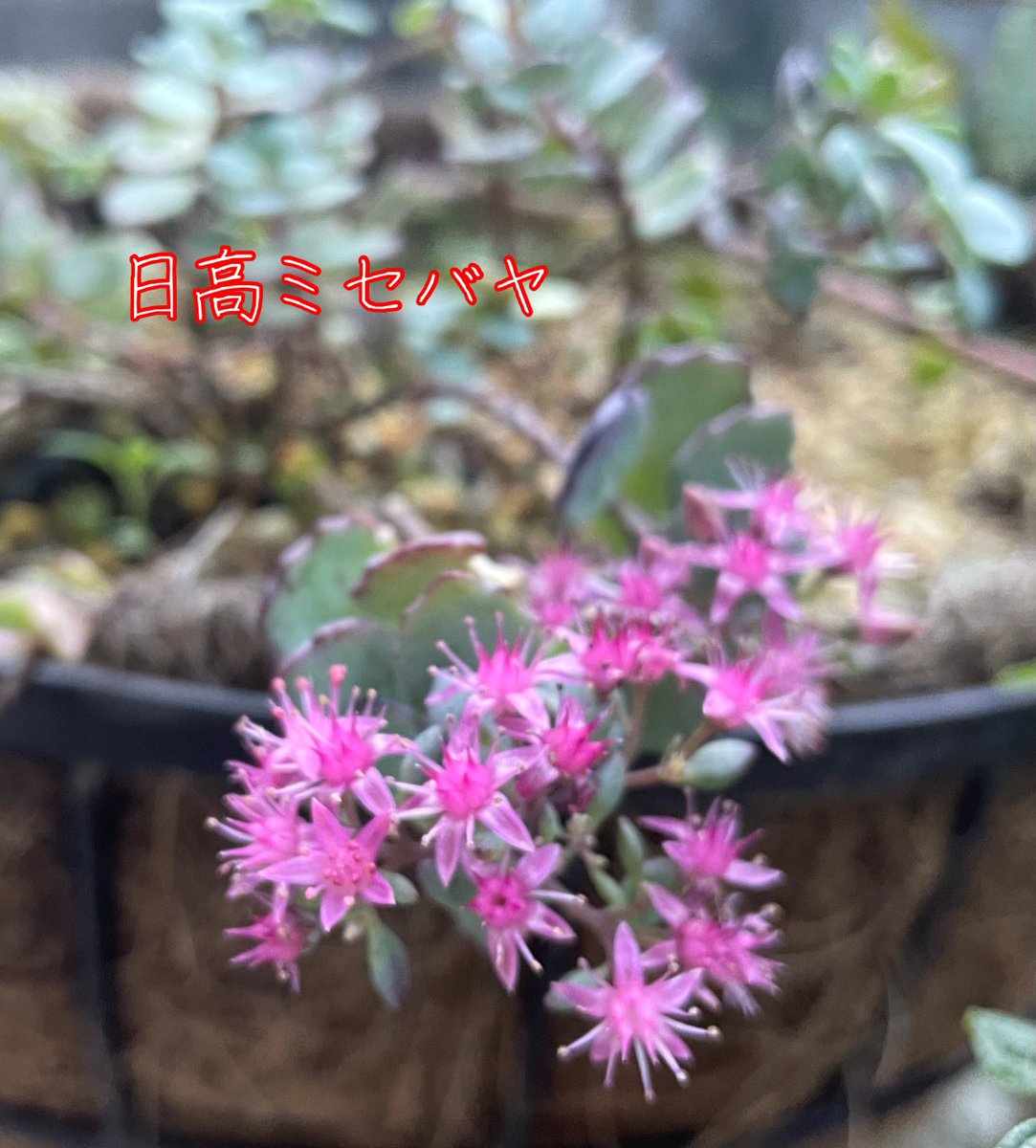 ミセバヤ のtwitter検索結果 Yahoo リアルタイム検索