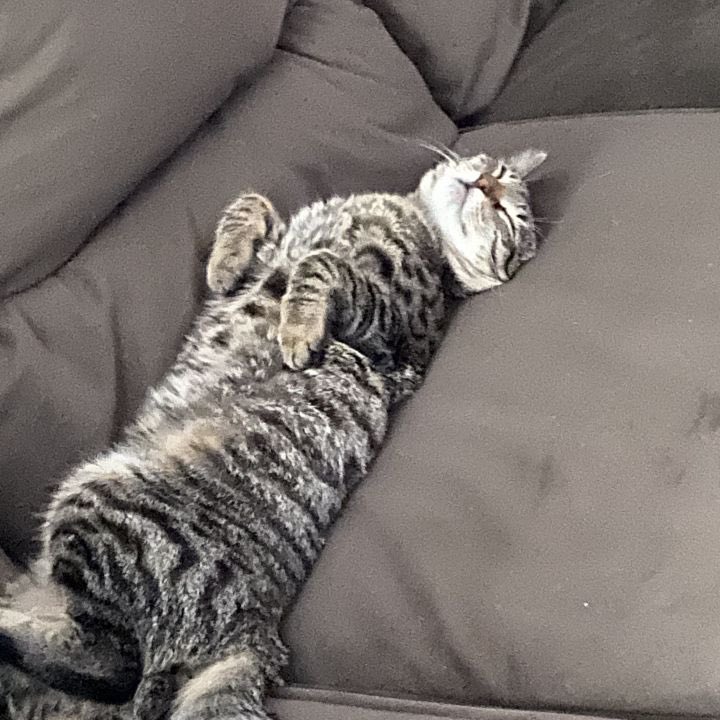 save2lives13's tweet photo. MEET BISCUIT ➡️➡️➡️ https://t.co/WOHB3yAfeV https://t.co/nO0ywgLIT4