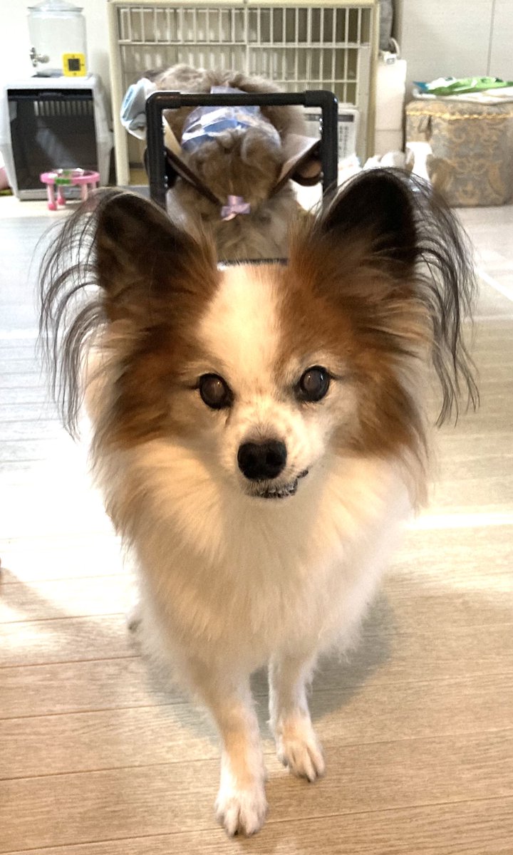 Fumfum Fumfumbenji Twitter