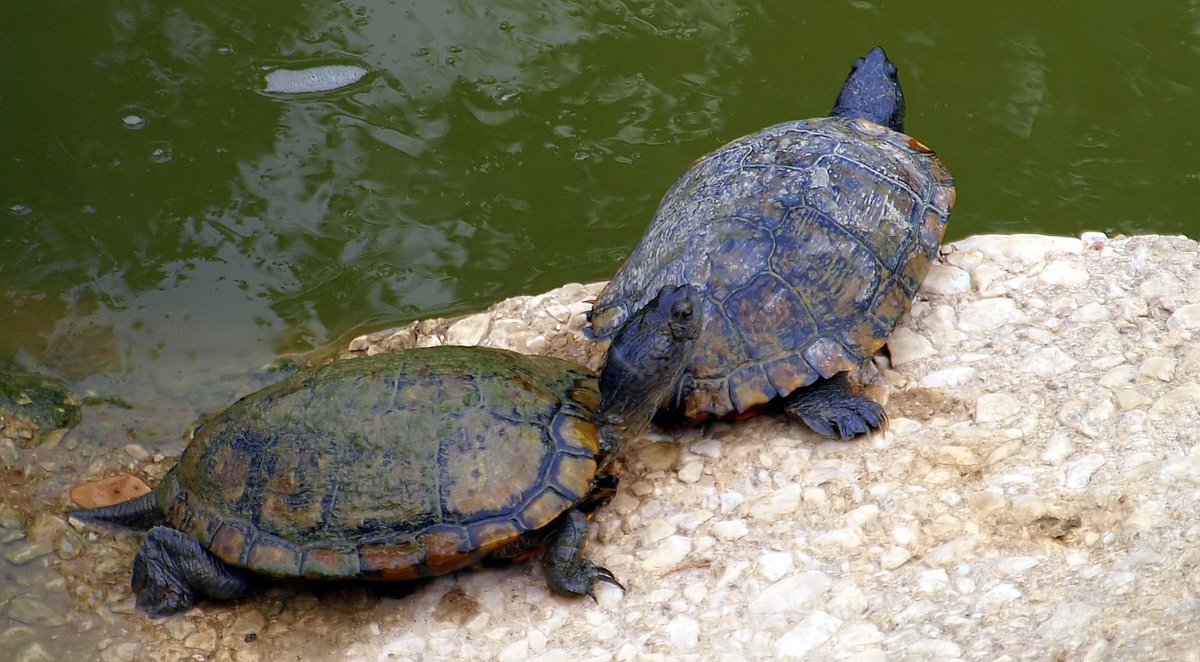 kala61857's tweet photo. Two Old Guys Enjoying The Sun
Bet that sun felt good on their old bones
Red-eared Slider (Trachemys scripta elegans)
https://t.co/X9A1kpdfvu
#NaturePhotography #turtles #wildlifephotography #herping #WhiteRockLake #RedEaredSliders #reptiles #melanistic #naturephoto #turtle https://t.co/WozEVJxN1t