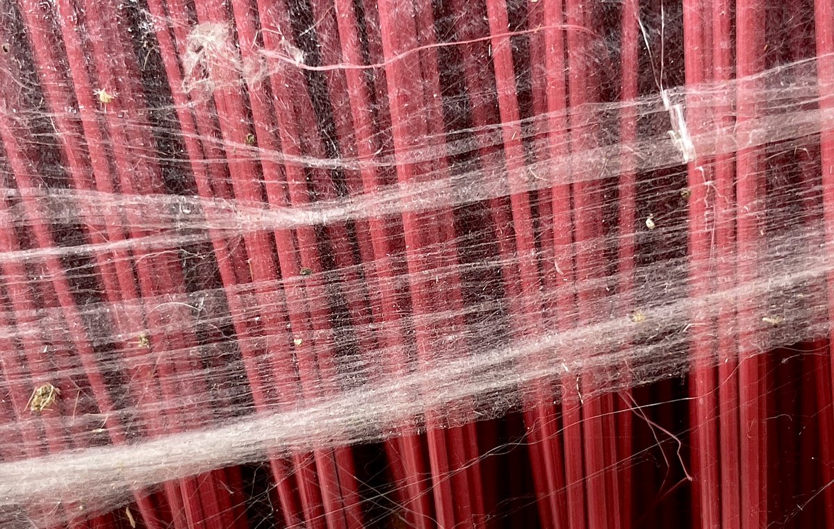 Tried the new macro mode in <a href="/halidecamera/">Halide + Kino aka halideapp.bsky.social</a> with my iPhone 12 Pro. Not bad considering this is handheld!