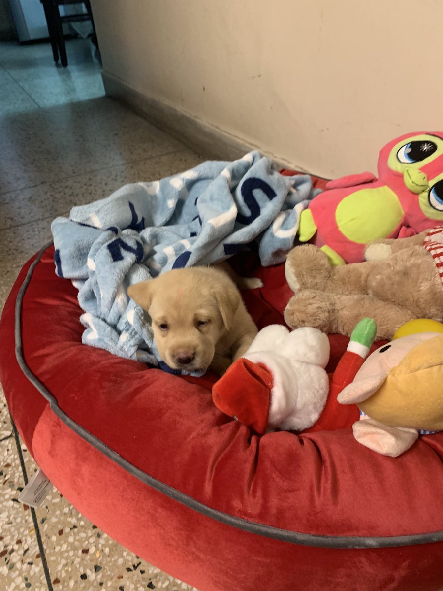 djgeecee's tweet photo. New addition to my family !! #puppy #labrador #pet #petlover !! My #Cruzo !! It’s all of 38 days young !! #pardiee !! https://t.co/chdpIkHRF5