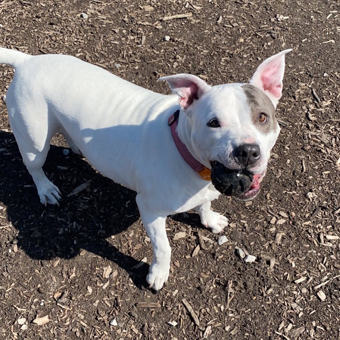 Let's play ball! #NationalFetchDay

📷 @naamahthebully 

#gethuan#pitbull#pit#pitty#bully#pitbullsofinstagram#pitsofinstagram#bulliesofinstagram#bulliesofig#dog#dailydog#dailypitbull#dogsofinstagram#snapabark#americanbulldog#ambully