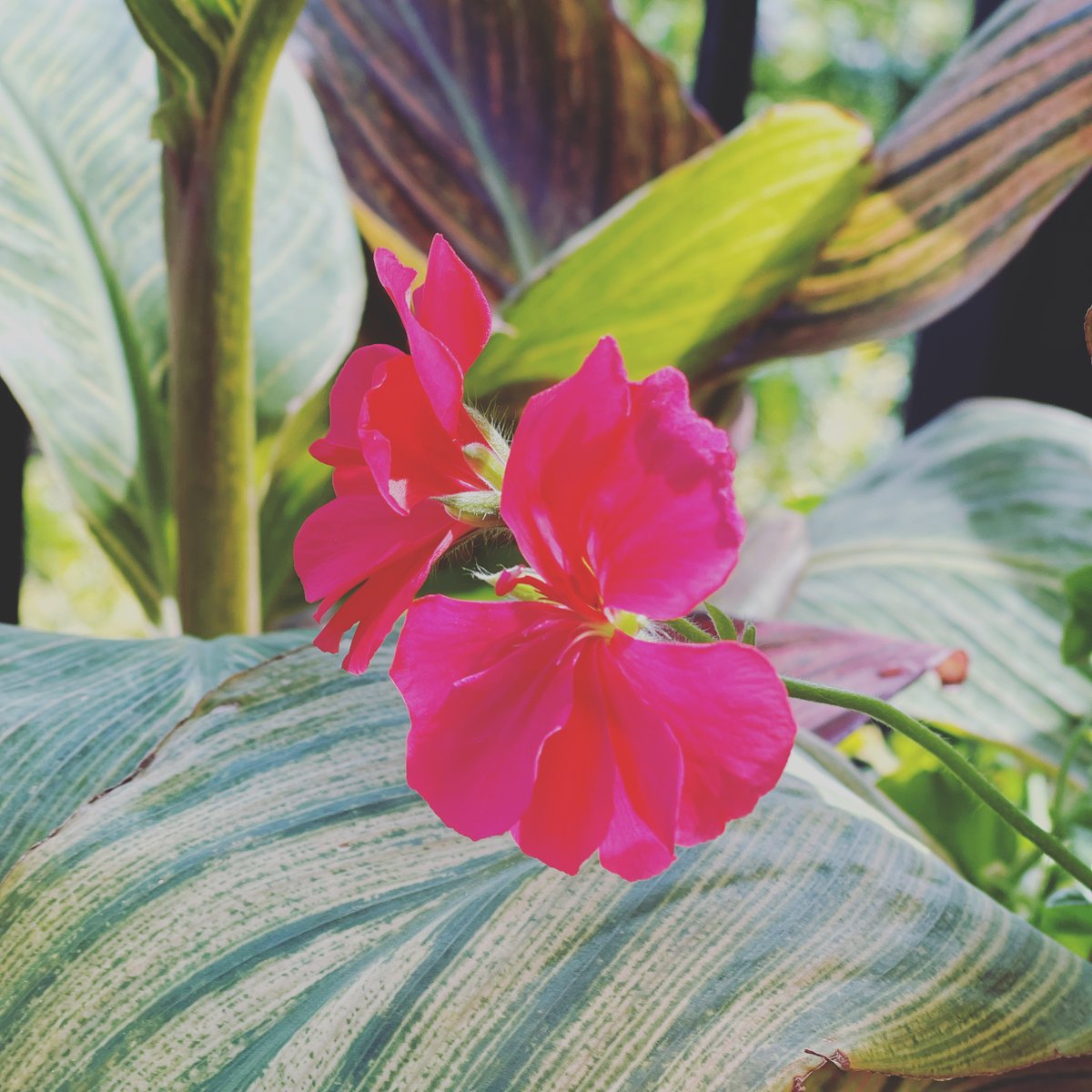 EthicalAbode's tweet photo. Geraniums still blooming in October ❤️🌱
#ethicalabode #geranium #flowers #nature #garden #pelargonium #plants #flower #gardening #geraniums #essentialoils #lavender #flowersofinstagram #geranio #pelargon #flowerstagram #summer #mygarden #rose #photography #plant #cranesbill https://t.co/YkCTd6wobl