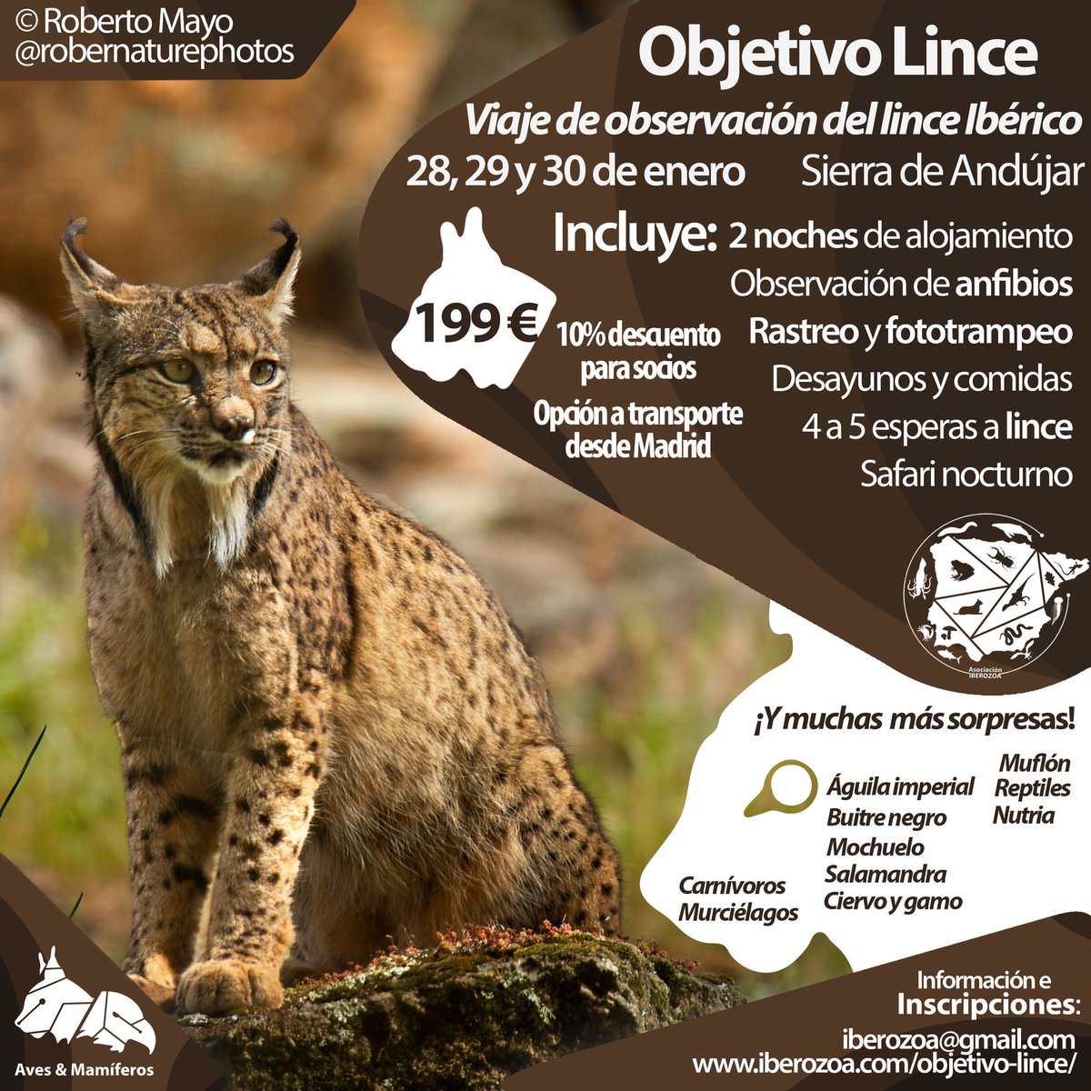 iberozoa's tweet photo. 📸 OBJETIVO LINCE 😼
28 al 30 de enero, Sierra de #Andújar 🤙 #lince
Disfruta y aprende sobre las especies más icónicas de la Península en una #experiencia que no vas a olvidar 🏞️
Todos los detalles, inscripción y dudas resueltas en el siguiente enlace: https://t.co/i4KCmcgADe
👆 https://t.co/LLRQVaOPdj