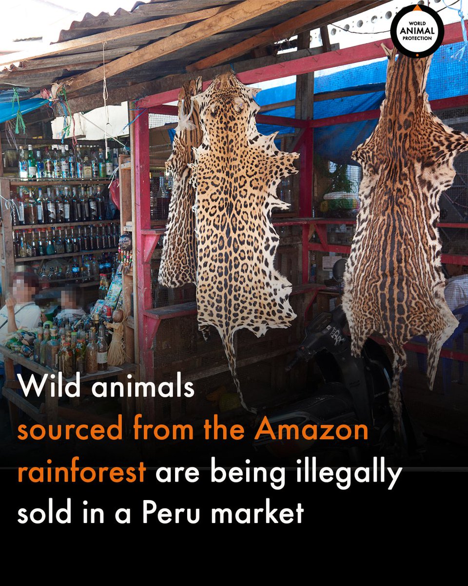 Wild animals such as jaguars, primates, sloths, river dolphins, manatees, turtles, macaws, snakes, and capybaras were all found on sale at the Belén market, some were alive and kept in dire conditions.