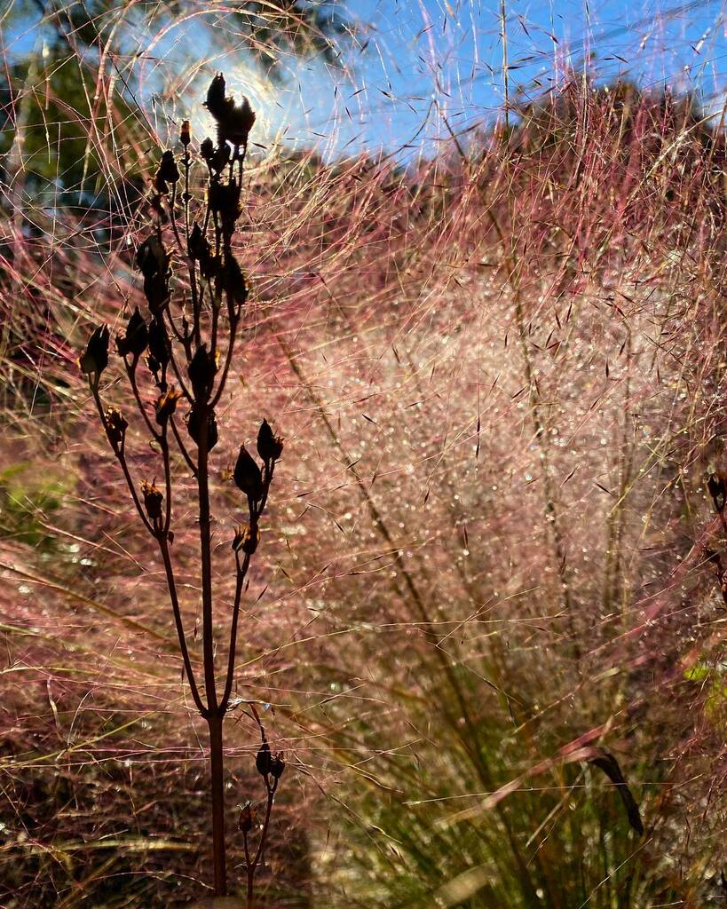 meristemgrows's tweet photo. Muhly by morning. 

#muhlenbergia #muhlenbergiacapillaris #pinkmuhly #perennials #grasses #ornamentalgrasses #autumn #autumngarden https://t.co/zf6KYsz1SY https://t.co/JWHyqyfgxl