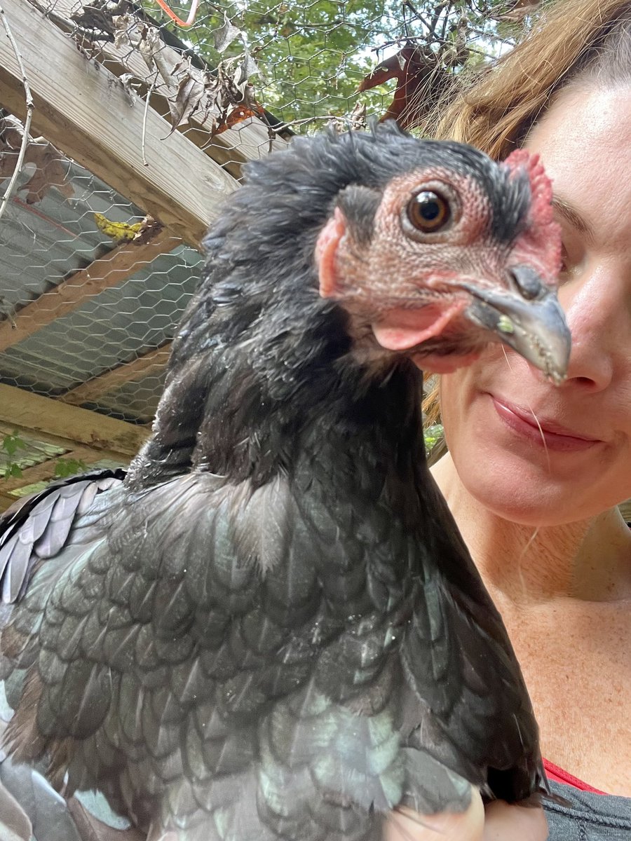 RuffTuffDH's tweet photo. Molting season! #skinnymini #backyardchickens #australorp https://t.co/SO599Ny5cp